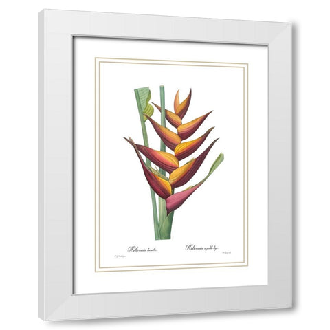 Heliconia humilis White Modern Wood Framed Art Print with Double Matting by CAG