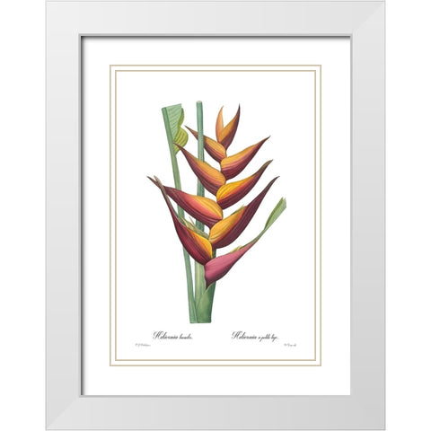 Heliconia humilis White Modern Wood Framed Art Print with Double Matting by CAG