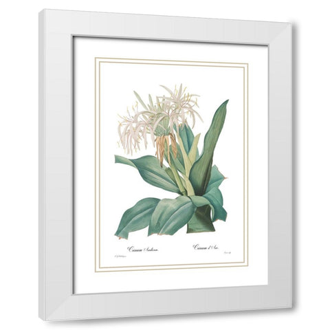 Crinum asiaticum White Modern Wood Framed Art Print with Double Matting by CAG