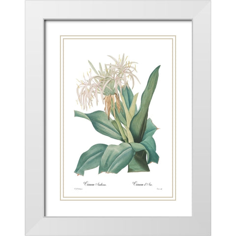 Crinum asiaticum White Modern Wood Framed Art Print with Double Matting by CAG