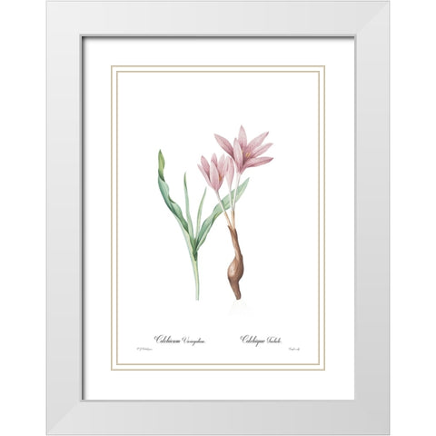 Colchicum variegatum White Modern Wood Framed Art Print with Double Matting by CAG