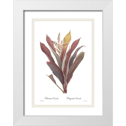 Dracaena terminalis White Modern Wood Framed Art Print with Double Matting by CAG
