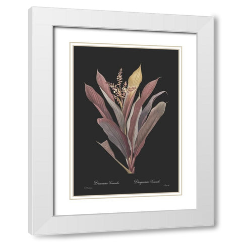 Dracaena terminalis - Dark White Modern Wood Framed Art Print with Double Matting by CAG