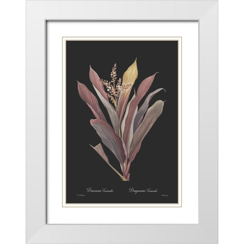 Dracaena terminalis - Dark White Modern Wood Framed Art Print with Double Matting by CAG