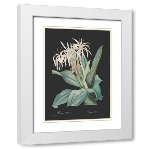 Crinum asiaticum - Dark White Modern Wood Framed Art Print with Double Matting by CAG
