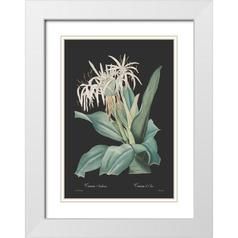 Crinum asiaticum - Dark White Modern Wood Framed Art Print with Double Matting by CAG