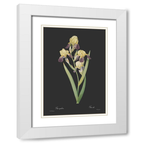 Iris squalens - Dark White Modern Wood Framed Art Print with Double Matting by CAG