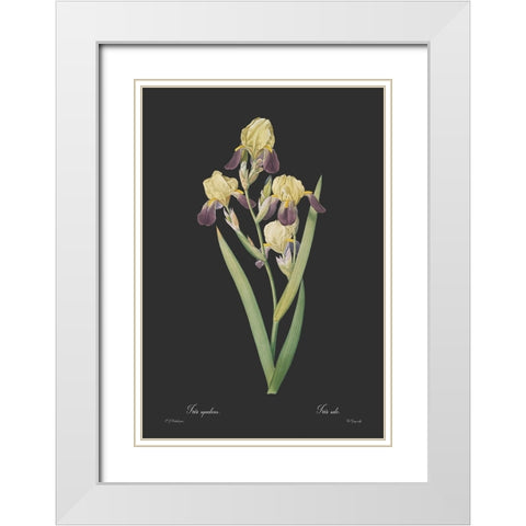 Iris squalens - Dark White Modern Wood Framed Art Print with Double Matting by CAG