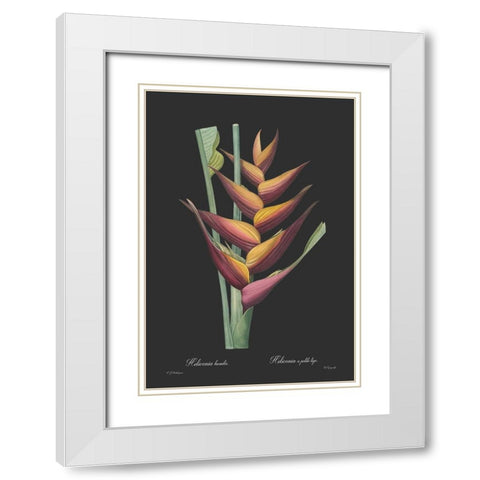 Heliconia humilis - Dark White Modern Wood Framed Art Print with Double Matting by CAG