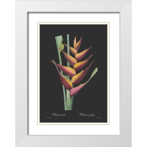Heliconia humilis - Dark White Modern Wood Framed Art Print with Double Matting by CAG