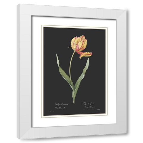 Tulipa gesneriana - Dark White Modern Wood Framed Art Print with Double Matting by CAG