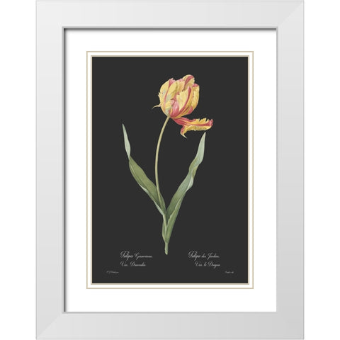 Tulipa gesneriana - Dark White Modern Wood Framed Art Print with Double Matting by CAG