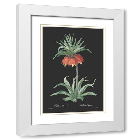 Fritillaria imperialis - Dark White Modern Wood Framed Art Print with Double Matting by CAG