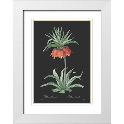 Fritillaria imperialis - Dark White Modern Wood Framed Art Print with Double Matting by CAG