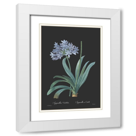 Agapanthus umbellatus - Dark White Modern Wood Framed Art Print with Double Matting by CAG
