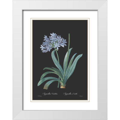 Agapanthus umbellatus - Dark White Modern Wood Framed Art Print with Double Matting by CAG