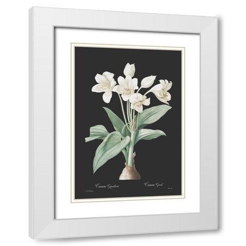 Crinum giganteum - Dark White Modern Wood Framed Art Print with Double Matting by CAG