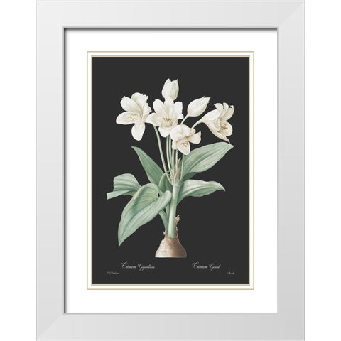 Crinum giganteum - Dark White Modern Wood Framed Art Print with Double Matting by CAG