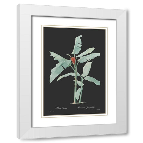Musa coccinea - Dark White Modern Wood Framed Art Print with Double Matting by CAG