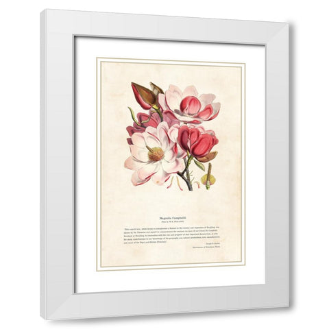 Himalayan Plants - Magnolia campbellii White Modern Wood Framed Art Print with Double Matting by CAG