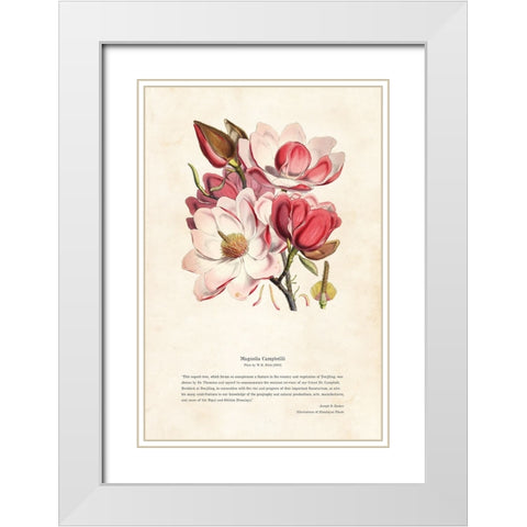 Himalayan Plants - Magnolia campbellii White Modern Wood Framed Art Print with Double Matting by CAG