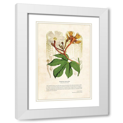 Himalayan Plants - Hodgsonia heteroclita White Modern Wood Framed Art Print with Double Matting by CAG