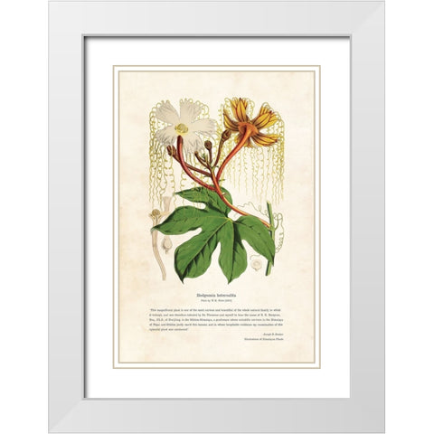 Himalayan Plants - Hodgsonia heteroclita White Modern Wood Framed Art Print with Double Matting by CAG