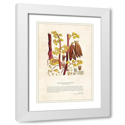 Himalayan Plants - Cyrtosia (Erythrorchis) lindleyana White Modern Wood Framed Art Print with Double Matting by CAG