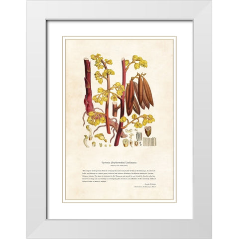 Himalayan Plants - Cyrtosia (Erythrorchis) lindleyana White Modern Wood Framed Art Print with Double Matting by CAG