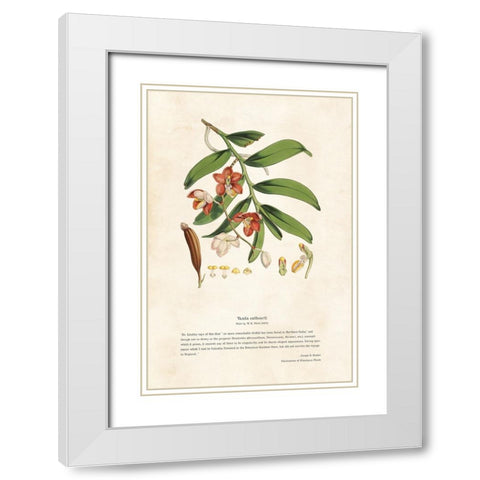 Himalayan Plants - Vanda cathcarti White Modern Wood Framed Art Print with Double Matting by CAG