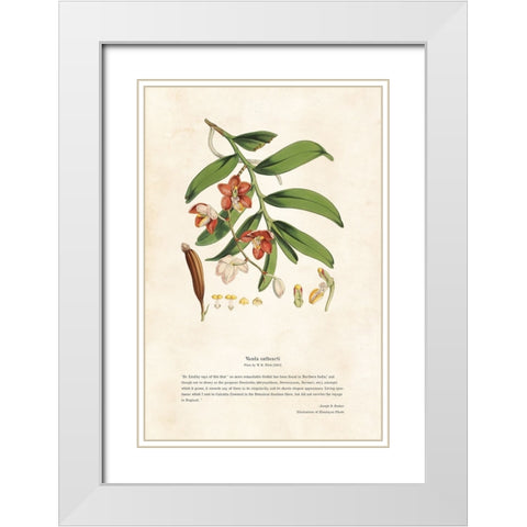 Himalayan Plants - Vanda cathcarti White Modern Wood Framed Art Print with Double Matting by CAG