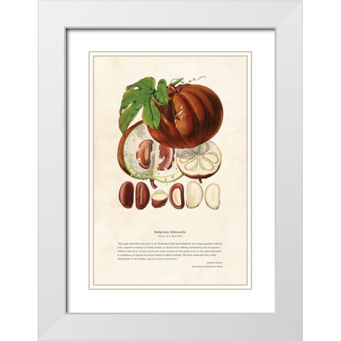 Himalayan Plants - Hodgsonia heteroclita Fruit White Modern Wood Framed Art Print with Double Matting by CAG