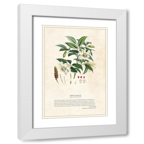 Himalayan Plants - Michella cathcartii White Modern Wood Framed Art Print with Double Matting by CAG