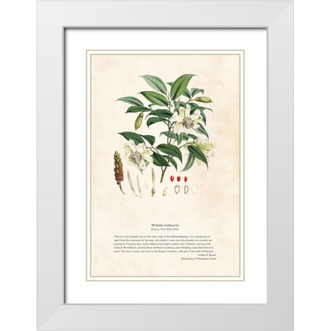 Himalayan Plants - Michella cathcartii White Modern Wood Framed Art Print with Double Matting by CAG