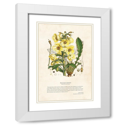 Himalayan Plants - Meconopsis nipalensis White Modern Wood Framed Art Print with Double Matting by CAG