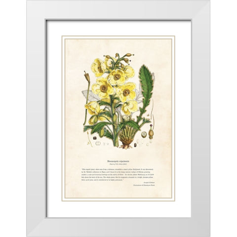 Himalayan Plants - Meconopsis nipalensis White Modern Wood Framed Art Print with Double Matting by CAG