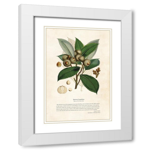 Himalayan Plants - Quercus lamellosa White Modern Wood Framed Art Print with Double Matting by CAG