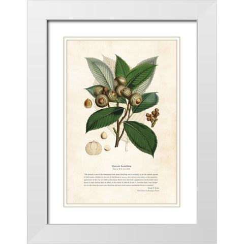 Himalayan Plants - Quercus lamellosa White Modern Wood Framed Art Print with Double Matting by CAG