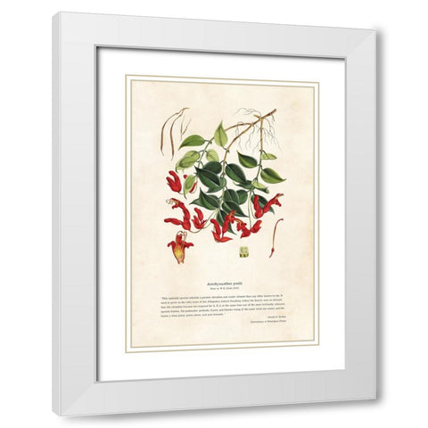 Himalayan Plants - Aeschynanthes peelii White Modern Wood Framed Art Print with Double Matting by CAG
