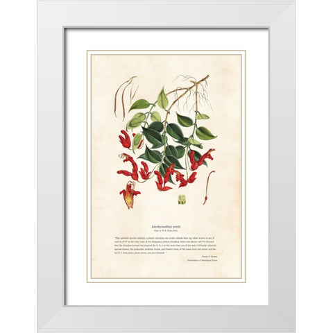 Himalayan Plants - Aeschynanthes peelii White Modern Wood Framed Art Print with Double Matting by CAG