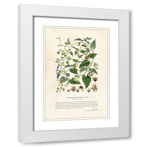 Himalayan Plants - Codonopsis gracilis, Javanica, Inflata White Modern Wood Framed Art Print with Double Matting by CAG