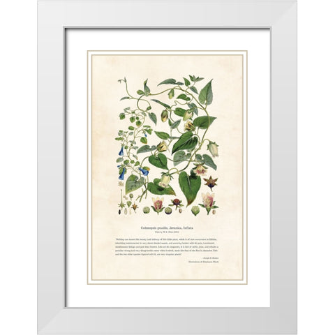 Himalayan Plants - Codonopsis gracilis, Javanica, Inflata White Modern Wood Framed Art Print with Double Matting by CAG