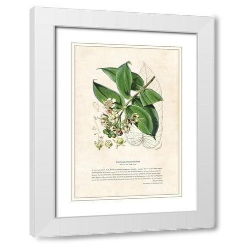 Himalayan Plants - Duabanga sonneratioides White Modern Wood Framed Art Print with Double Matting by CAG