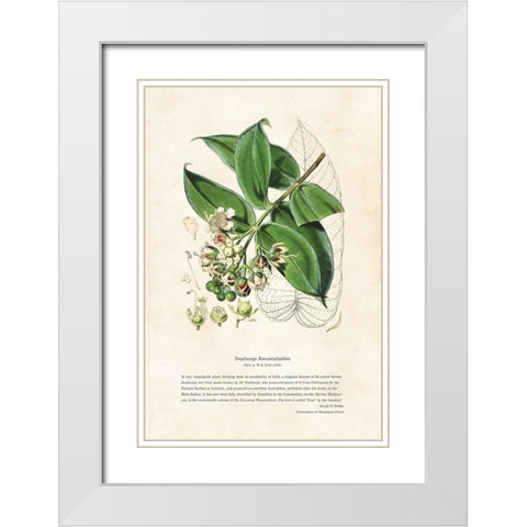 Himalayan Plants - Duabanga sonneratioides White Modern Wood Framed Art Print with Double Matting by CAG