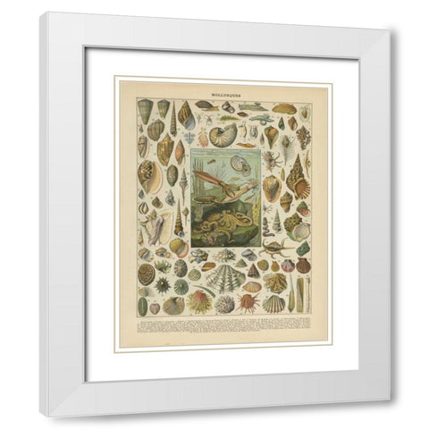 Mollusques White Modern Wood Framed Art Print with Double Matting by Babbitt, Gwendolyn