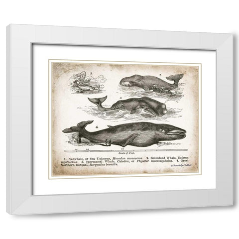 Antique Whales II White Modern Wood Framed Art Print with Double Matting by Babbitt, Gwendolyn