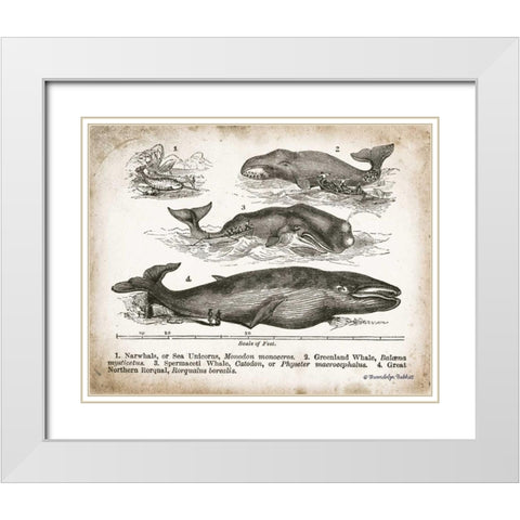 Antique Whales II White Modern Wood Framed Art Print with Double Matting by Babbitt, Gwendolyn