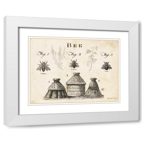 Bee Chart I White Modern Wood Framed Art Print with Double Matting by Babbitt, Gwendolyn