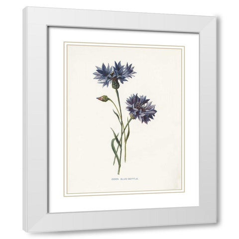 Corn Blue-Bottle White Modern Wood Framed Art Print with Double Matting by Babbitt, Gwendolyn