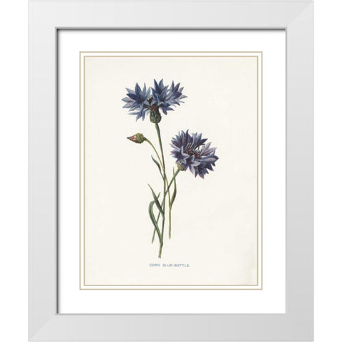Corn Blue-Bottle White Modern Wood Framed Art Print with Double Matting by Babbitt, Gwendolyn